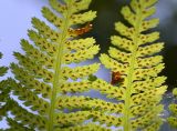Athyrium filix-femina