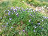 Campanula polymorpha