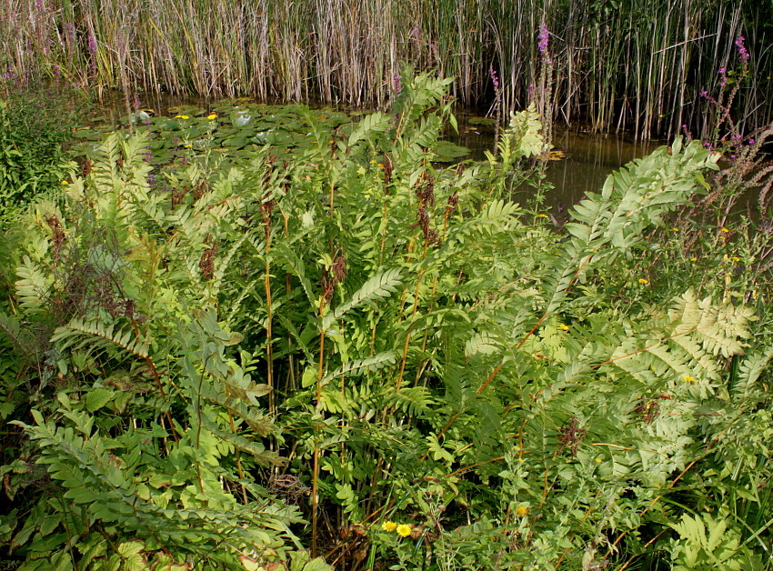 Изображение особи Osmunda regalis.