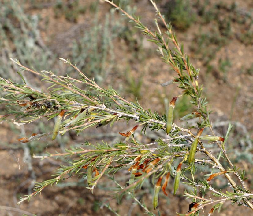 Image of Caragana pygmaea specimen.