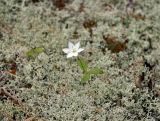 Trientalis europaea. Цветущее растение среди лишайников. Карелия, Ладожское озеро, остров Валаам. 19.06.2012.