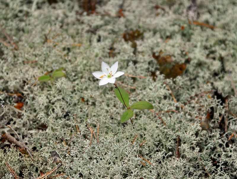 Изображение особи Trientalis europaea.