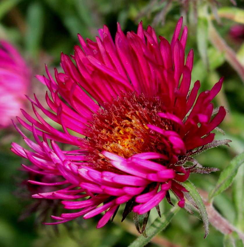 Изображение особи Symphyotrichum novae-angliae.