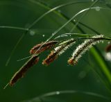 Carex acuta. Мужские и женские соцветия. Московская обл., Раменский р-н, окр. дер. Хрипань, садовый участок. 21.05.2014.
