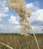 Calamagrostis glomerata. Основание метёлки. Краснодарский край, пойма р. Ея между станицами Шкуринская и Канеловская. 11.08.2009.