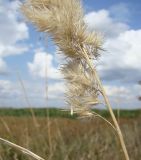 Calamagrostis glomerata