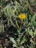 Lagoseris obovata