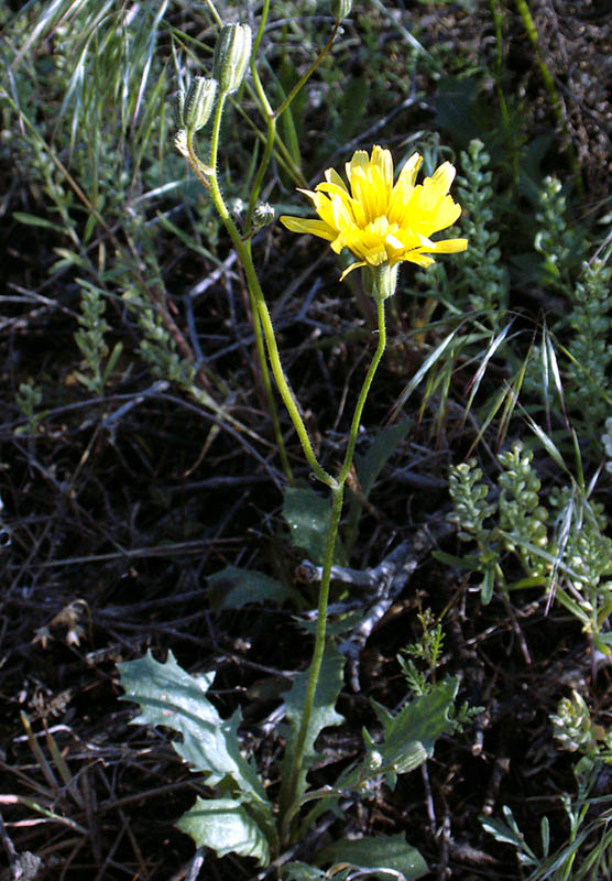 Image of Lagoseris obovata specimen.