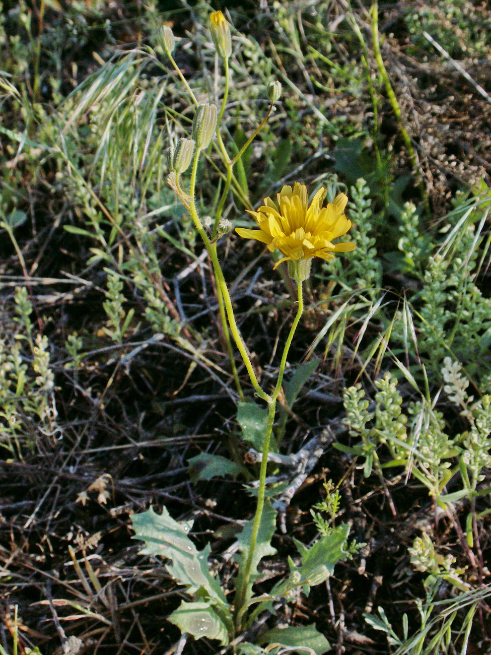 Image of Lagoseris obovata specimen.