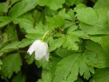 Anemone подвид kamtschatica