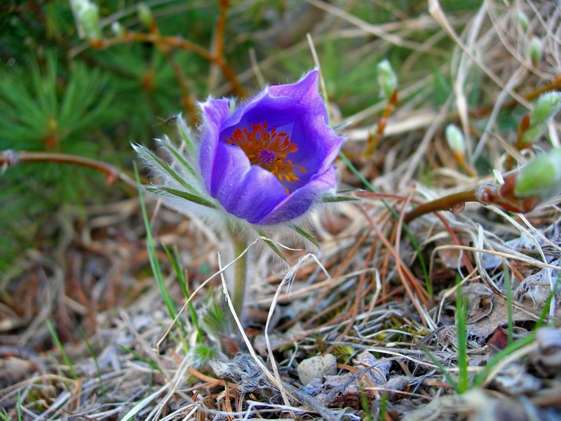 Image of Pulsatilla multifida specimen.