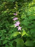 Campanula latifolia