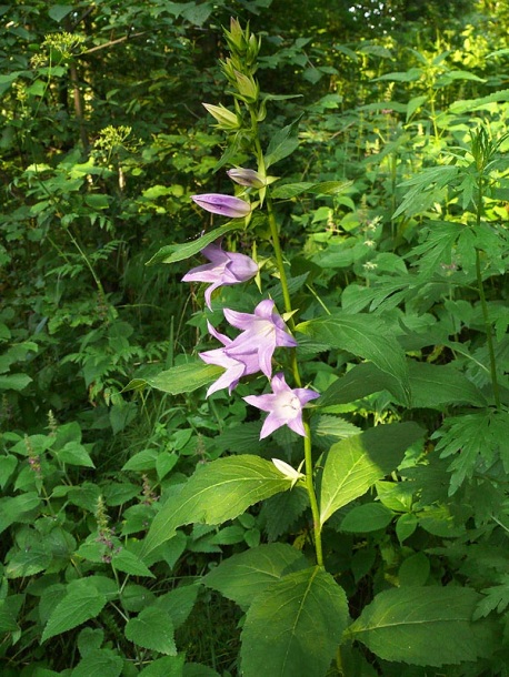 Image of Campanula latifolia specimen.