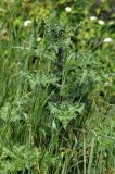 genus Carduus. Молодое растение. Краснодарский край, окр. Новороссийска, обочина дороги в урочище \"Дюрсо\" недалеко от Абрау-Дюрсо. 03.06.2009.