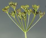 Pimpinella major