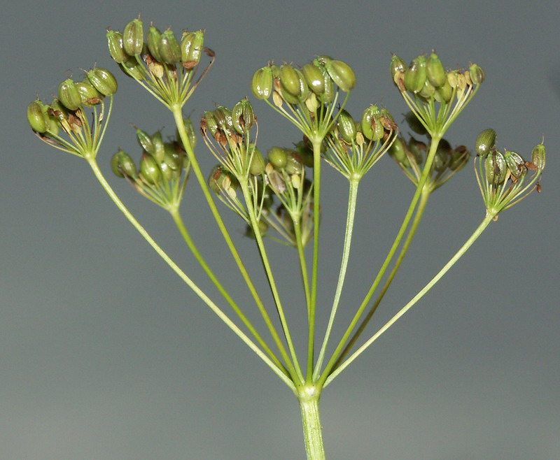 Изображение особи Pimpinella major.