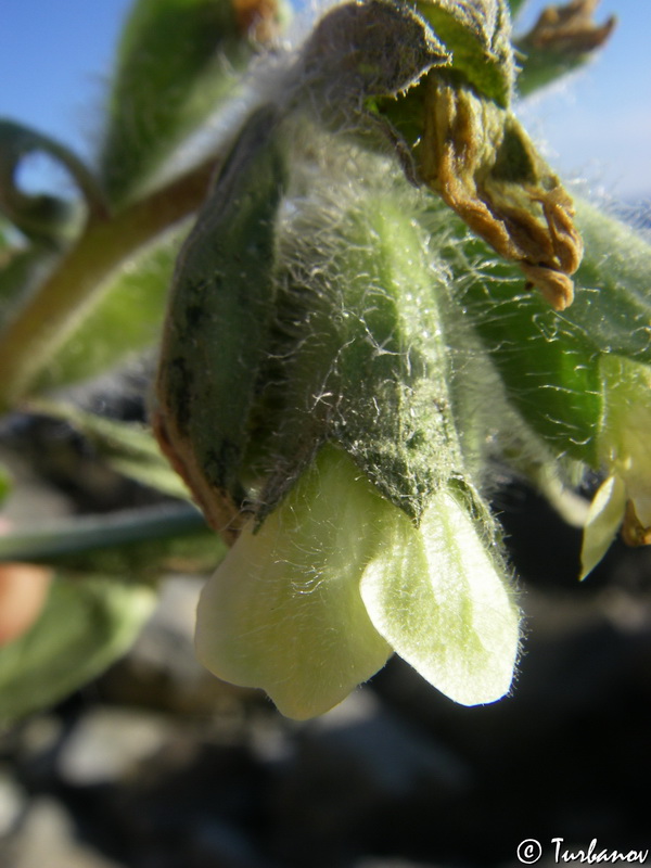 Изображение особи Hyoscyamus albus.