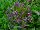 Allium cristophii