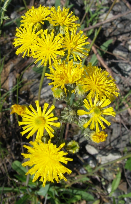 Изображение особи Pilosella sulphurea.