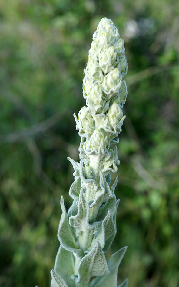Изображение особи Verbascum songaricum.