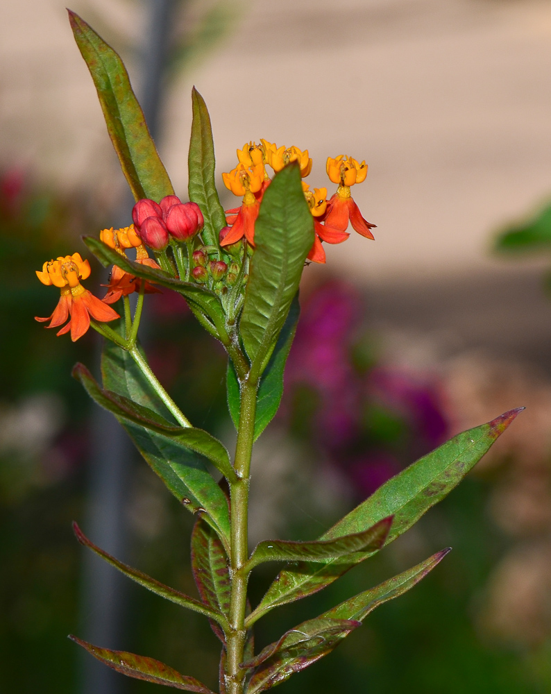 Image of Asclepias curassavica specimen.