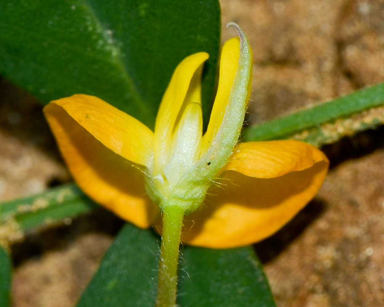 Изображение особи Arachis hypogaea.