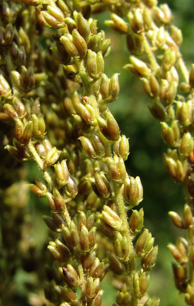 Изображение особи Aruncus sylvestris.