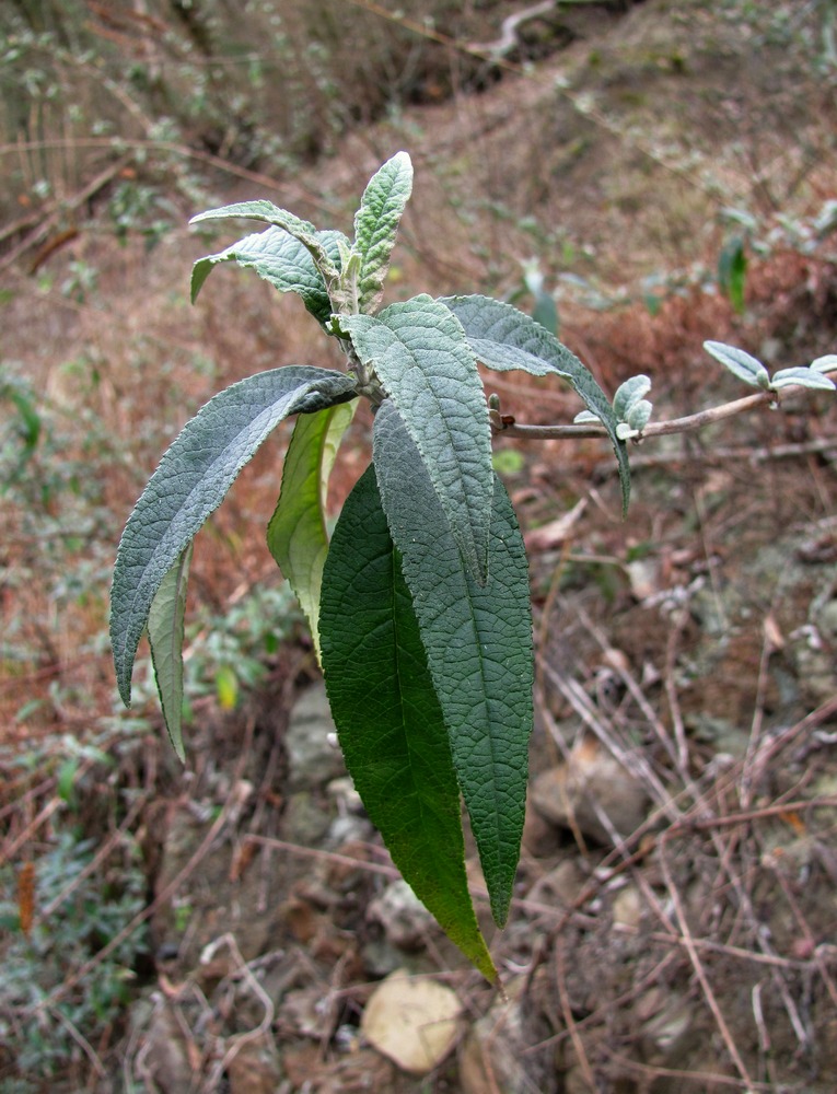 Image of Buddleja davidii specimen.