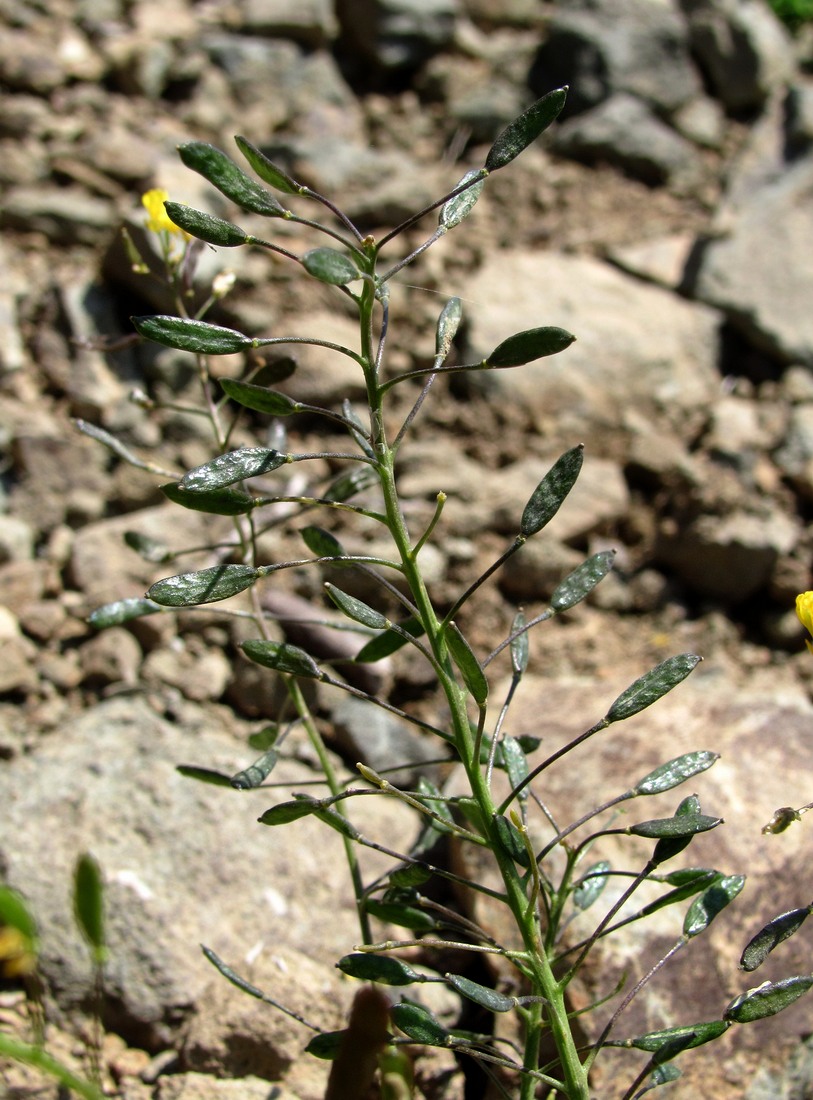 Image of Draba hispida specimen.