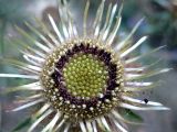 Carlina biebersteinii