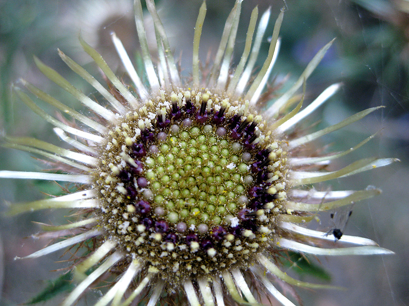 Image of Carlina biebersteinii specimen.