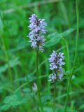Dactylorhiza fuchsii. Верхушка растения с соцветиями. Иркутская обл., Шелеховский р-н, окр. пос. Глубокая, лес. 21.07.2015.