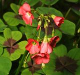 Oxalis tetraphylla. Соцветие на фоне листьев (культвар Oxalis Deppei Iron Cross). Московская обл., Раменский р-н, окр. дер. Хрипань, садовый участок. 18.07.2015.