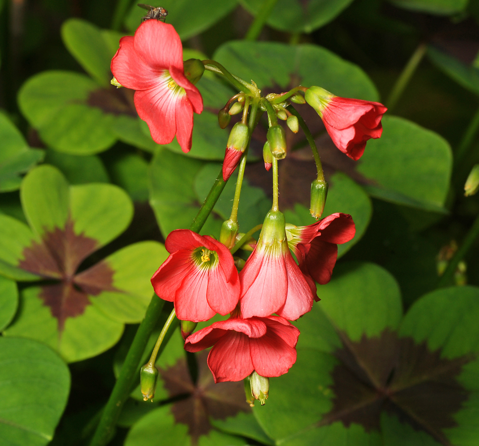 Изображение особи Oxalis tetraphylla.