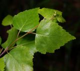 Image of taxon representative. Author is Виталий Гуменюк