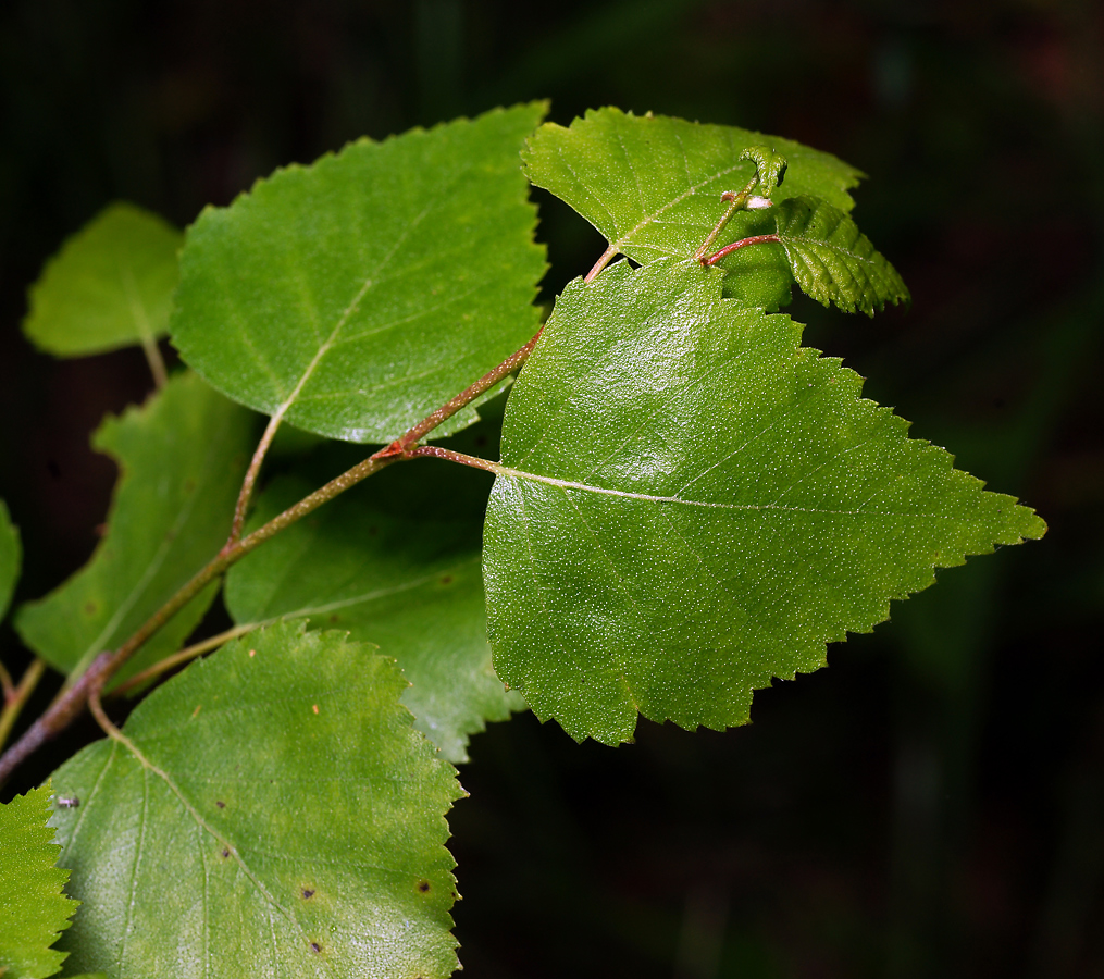 Изображение особи Betula pendula.