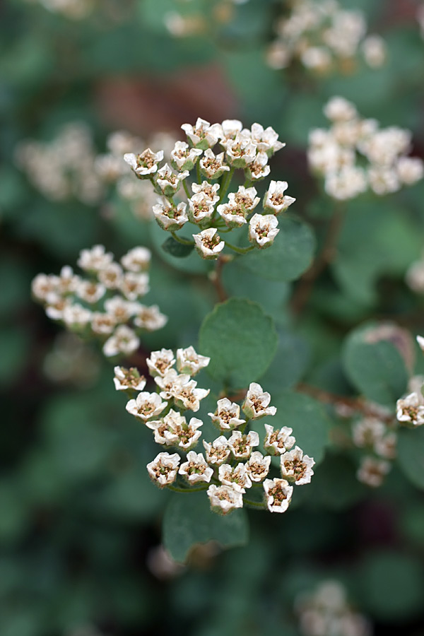 Изображение особи Spiraea pilosa.