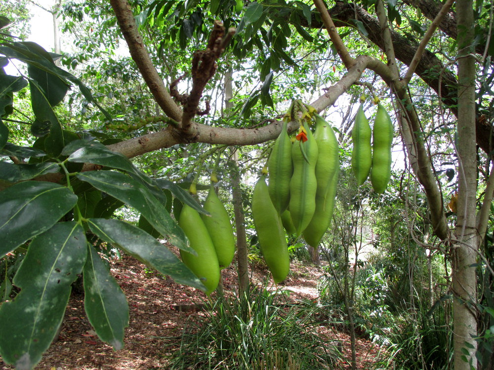 Изображение особи Castanospermum australe.