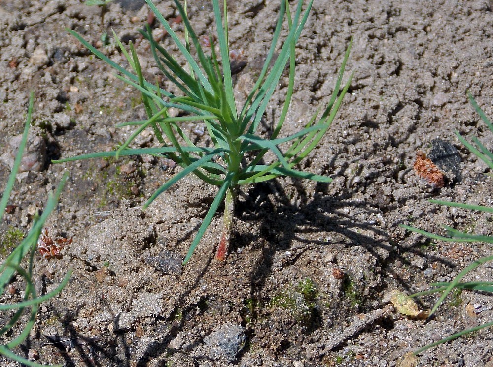 Image of Pinus tabuliformis specimen.