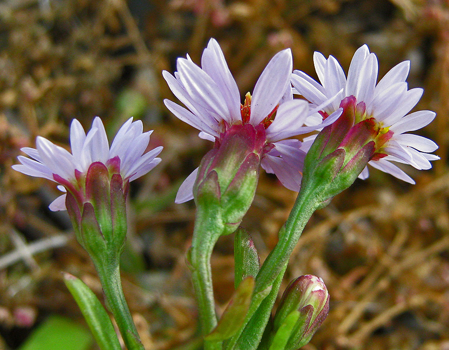 Image of Tripolium pannonicum specimen.
