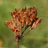 Primula veris