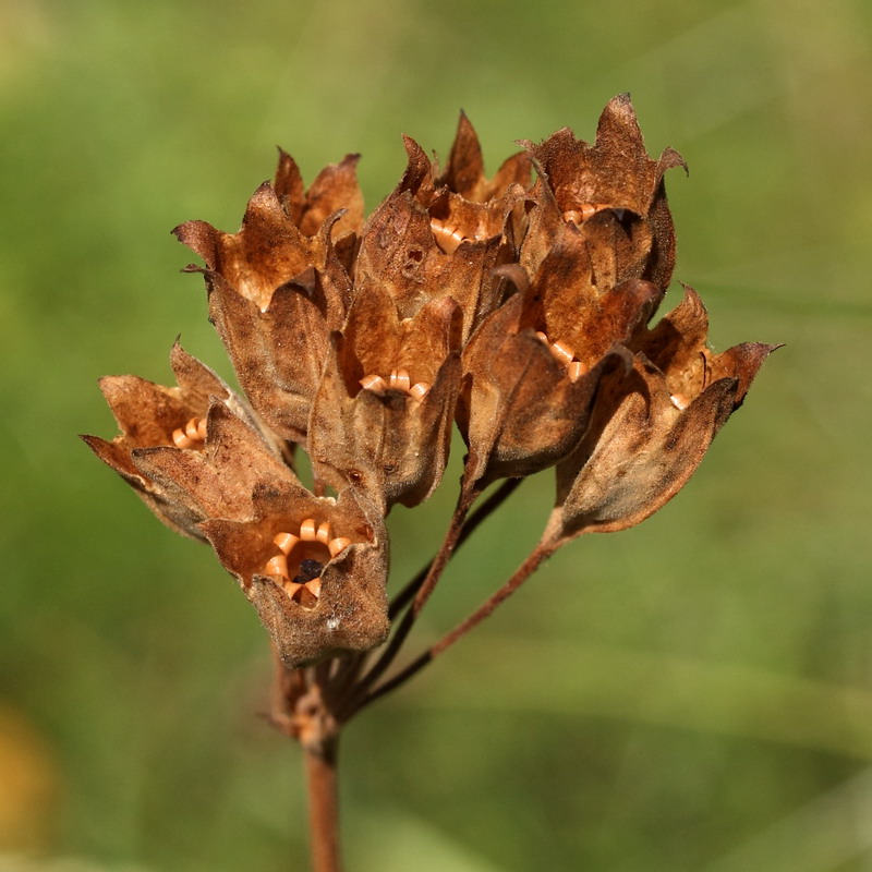 Image of Primula veris specimen.