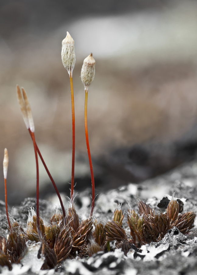 Изображение особи Polytrichum piliferum.