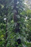 Stenochlaena palustris. Вегетирующие растения на стволе дерева. Андаманские острова, остров Хейвлок, влажный тропический лес. 01.01.2015.