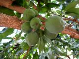 Casimiroa edulis. Ветвь с созревающими плодами. Австралия, г. Брисбен, парк. 25.10.2015.