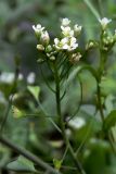 Capsella bursa-pastoris. Верхушка цветущего и плодоносящего растения. Челябинская обл., окр. г. Челябинск, Золотая горка, на дороге в берёзовом лесу. 05.07.2014.
