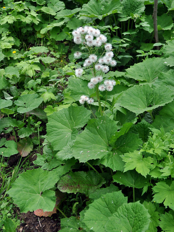 Image of Petasites albus specimen.