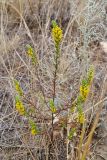 Orthanthella lutea