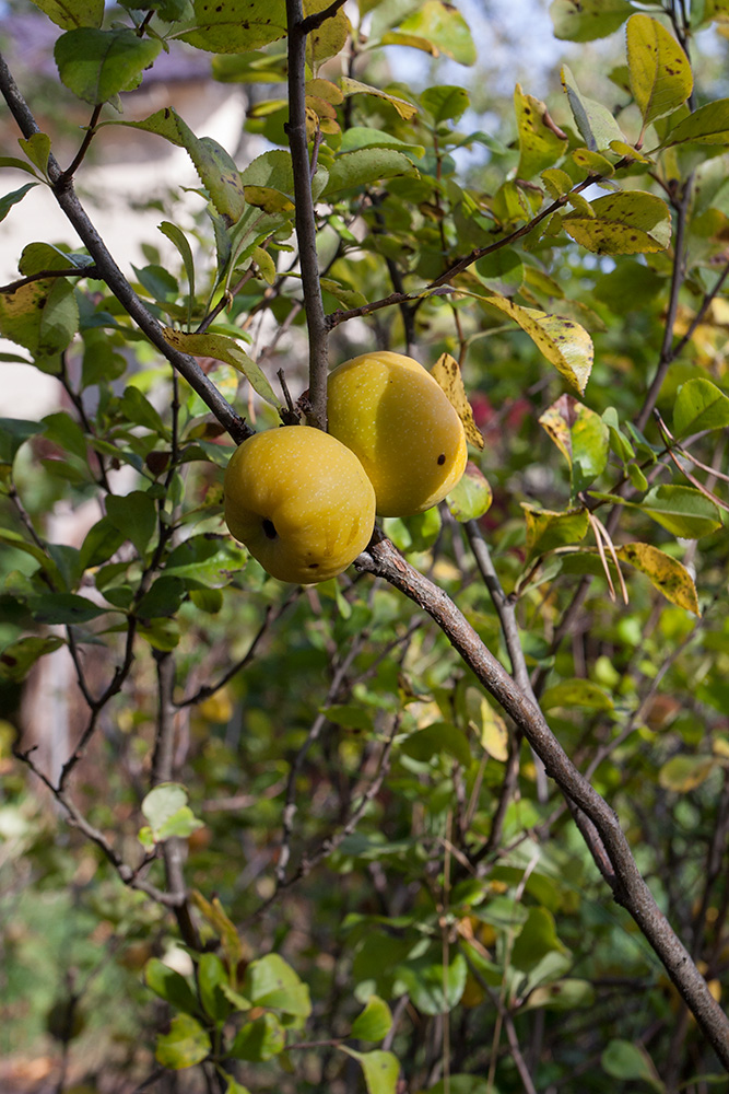 Изображение особи Chaenomeles japonica.