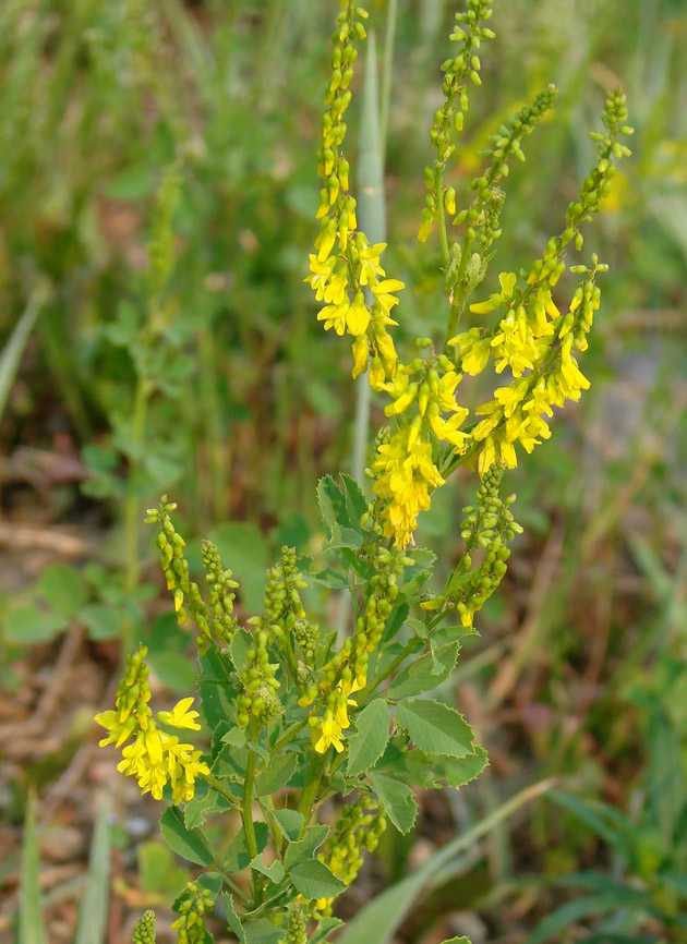 Изображение особи Melilotus officinalis.